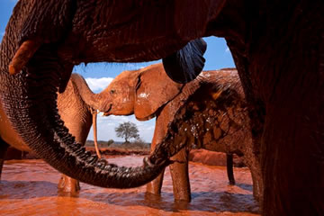 Elephants playing - Kenya